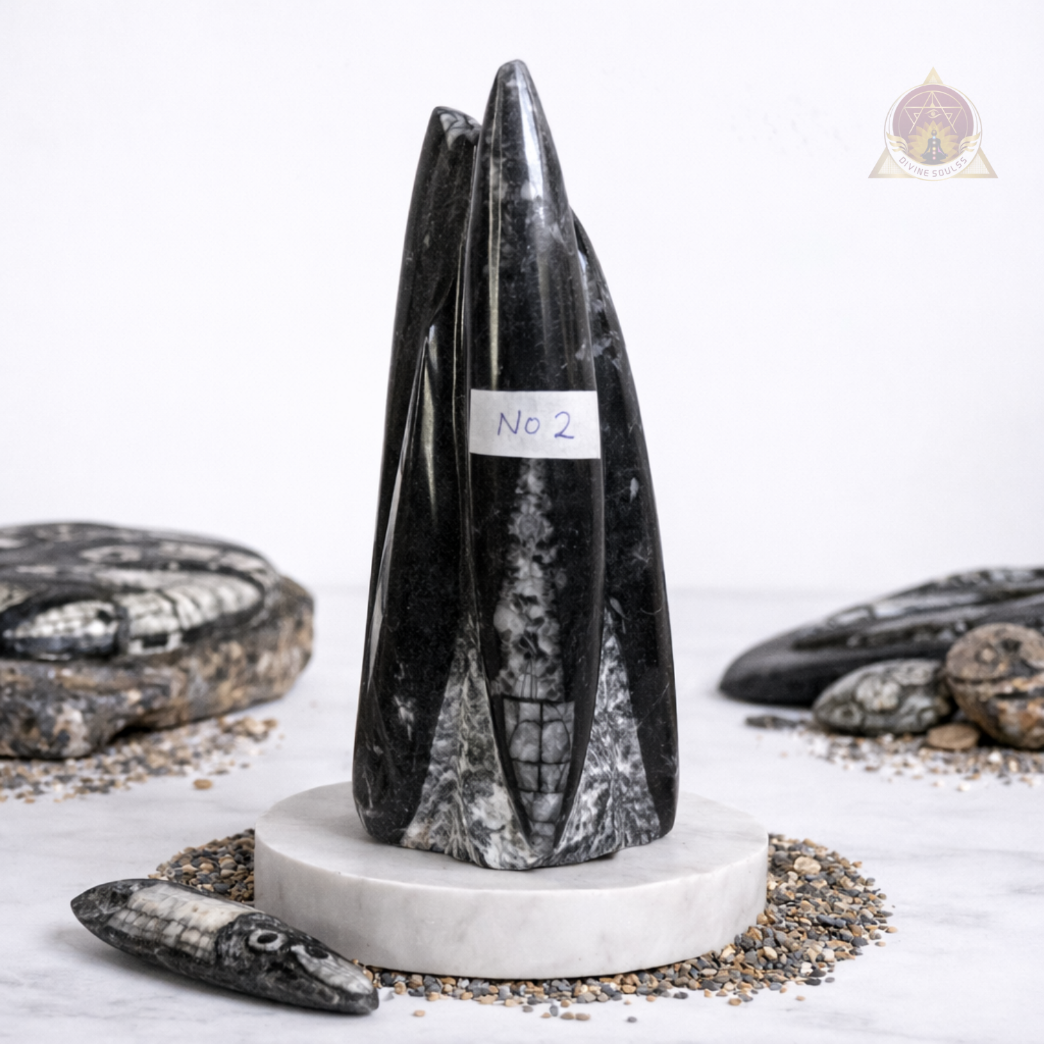 Kuber Money Orthoceras Fossil