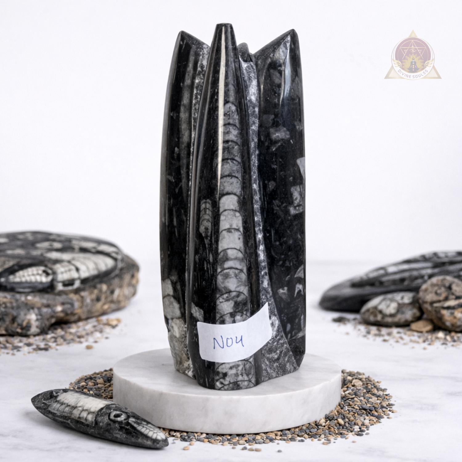 Kuber Money Orthoceras Fossil