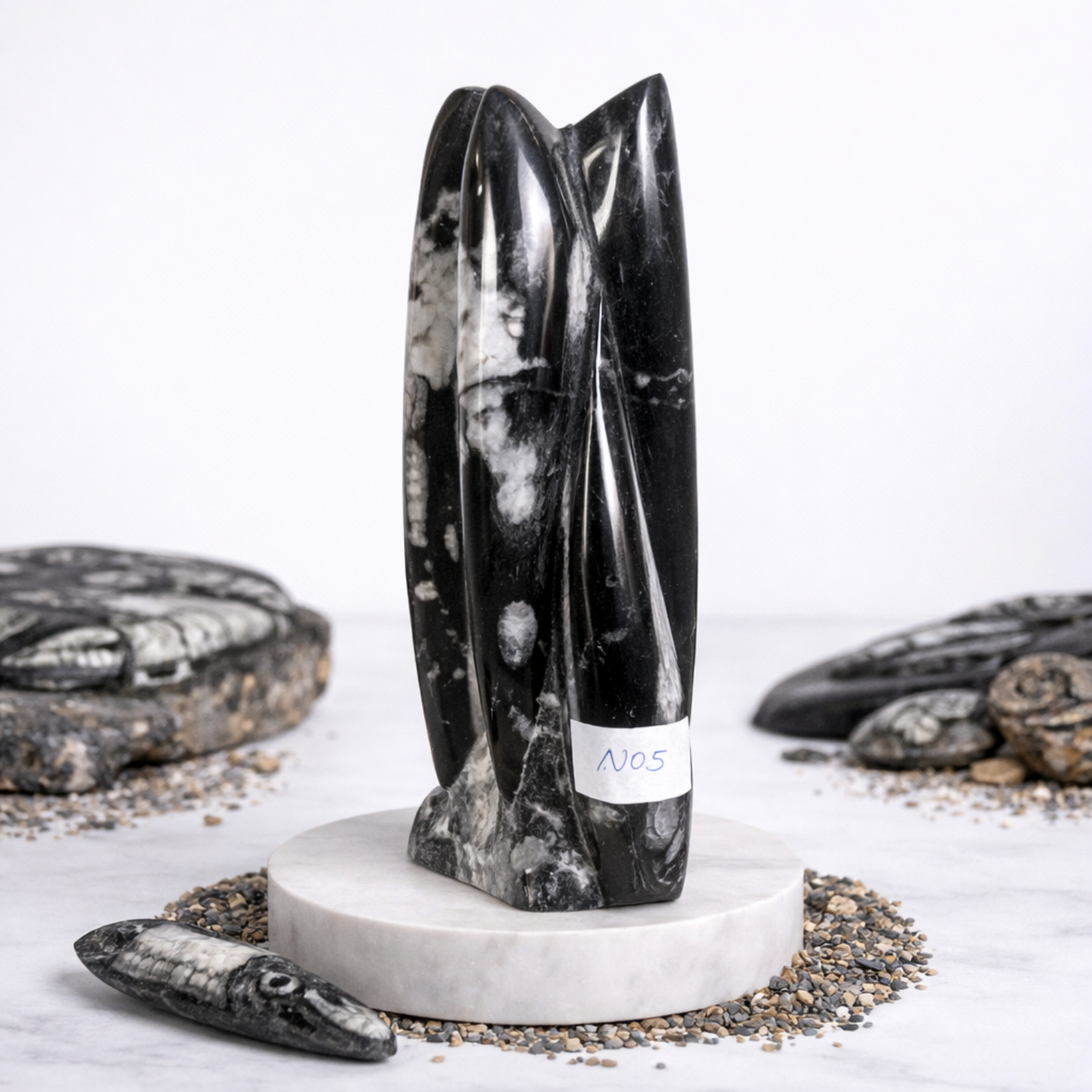 Kuber Money Orthoceras Fossil